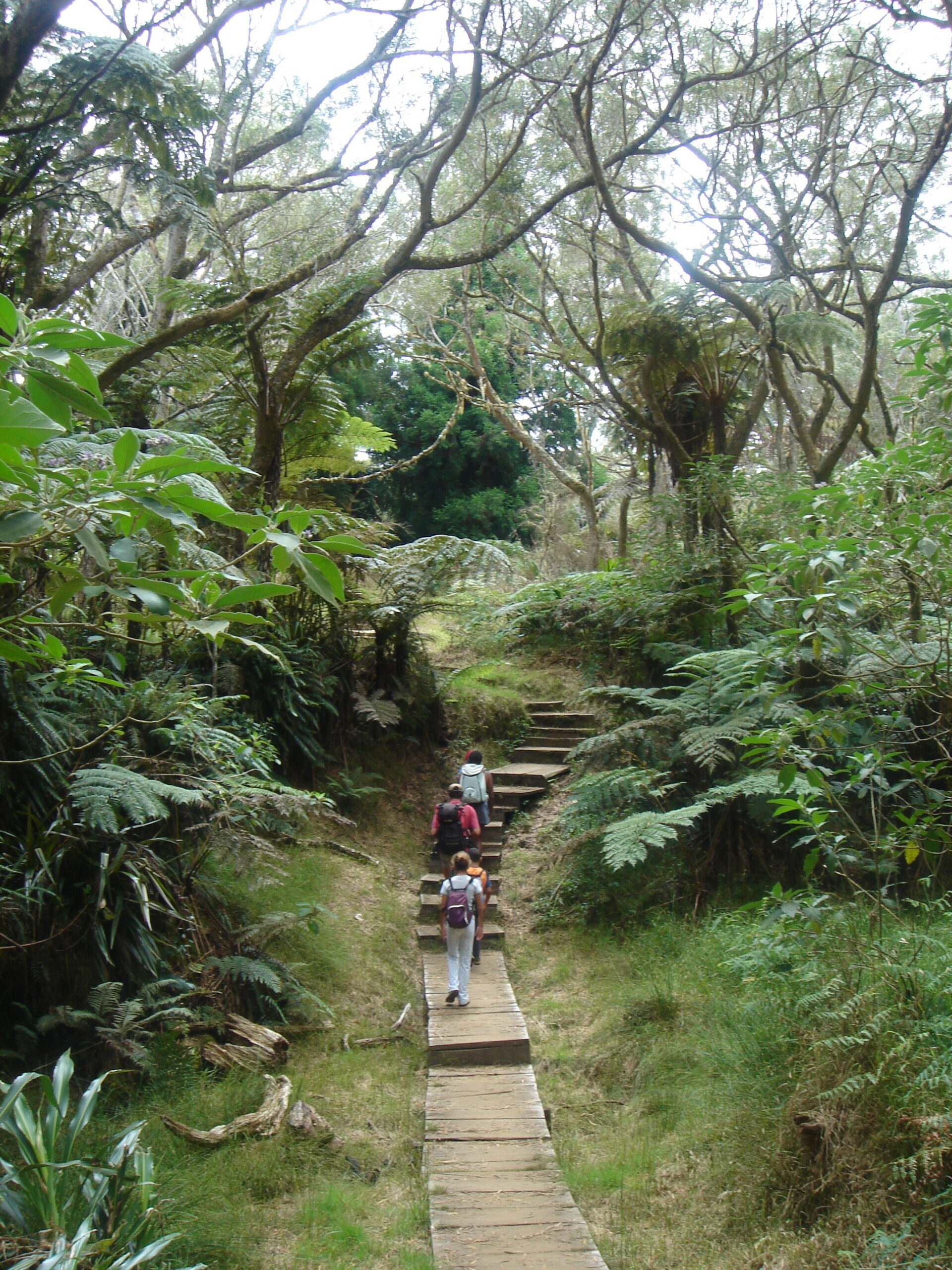 Forêt de Bélouve