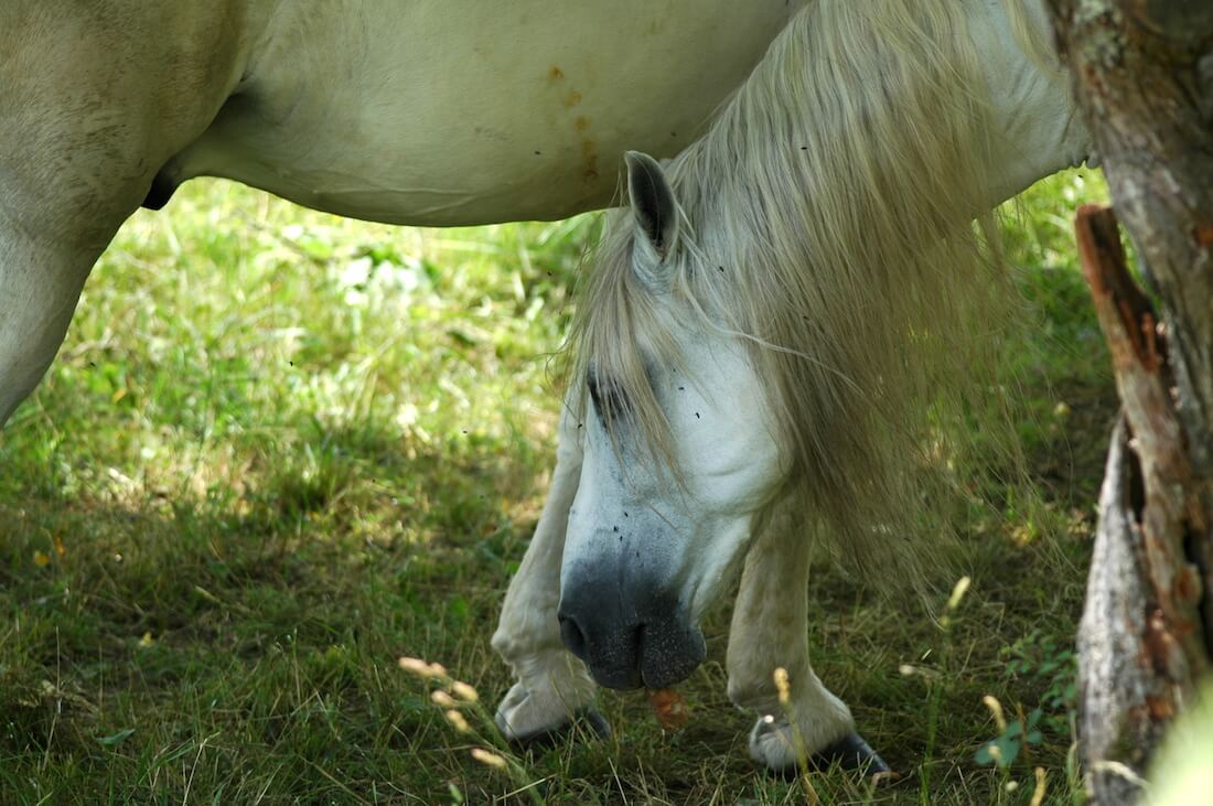 Chevaux