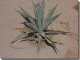 Agave