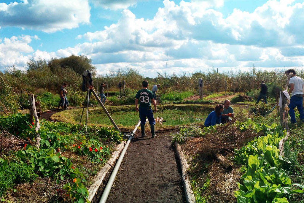 Collaboration humaine en permaculture Personnes travaillant dans un jardin en permaculture